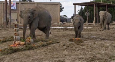 İyi ki doğdun “İzmir”