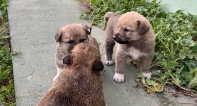 Kanal borusuna sıkışan köpeği itfaiye kurtardı
