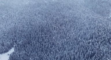 Karlar altındaki Ilgaz ormanları havadan görüntülendi