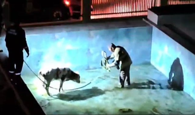 Villa havuzuna düşen buzağı, itfaiye erlerine zor anlar yaşattı