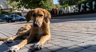 11 ilçede sahipsiz hayvan sayımı tamamlandı