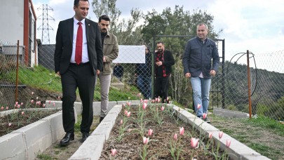 Bornova Lalesi 30 yıl sonra yeniden çiçek açtı