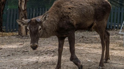 Yaralı olarak fabrikaya sığınan geyik emin ellerde