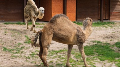 Can yoldaşı oldular