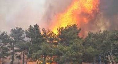 Çanakkale'de orman yangını