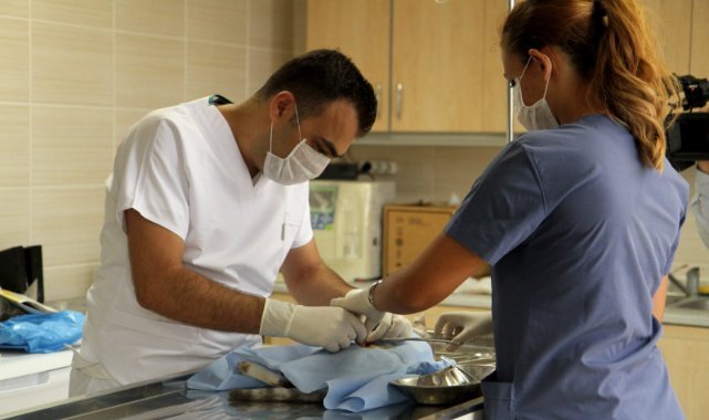 Karşıyaka Belediyesi’nden toplu kısırlaştırma hamlesi