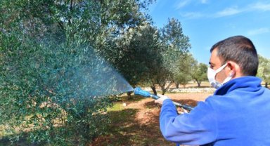 Zeytin üreticisine “ilaç” oldu
