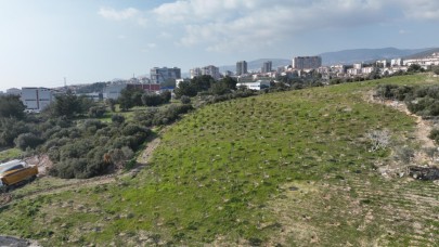 Yamanlar yangınında zarar gören ağaçlar yaşama tutundu