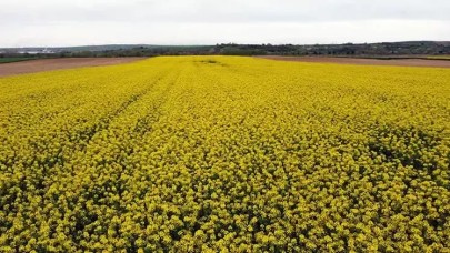 Trakya'nın 'sarı altın çiçeği' kanola, zirai dondan korundu