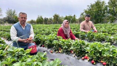 Zirai dondan ateş yakarak kurtardığı çileğin hasadına başladı