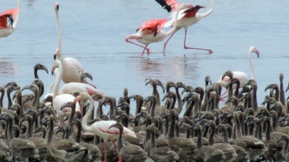 Flamingoların büyüleyici dünyası Bornova’da