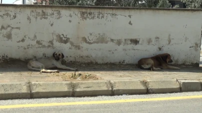 Aydın'da sınava giden öğrenciye köpek saldırdı! Mahalle sakinleri tedirgin