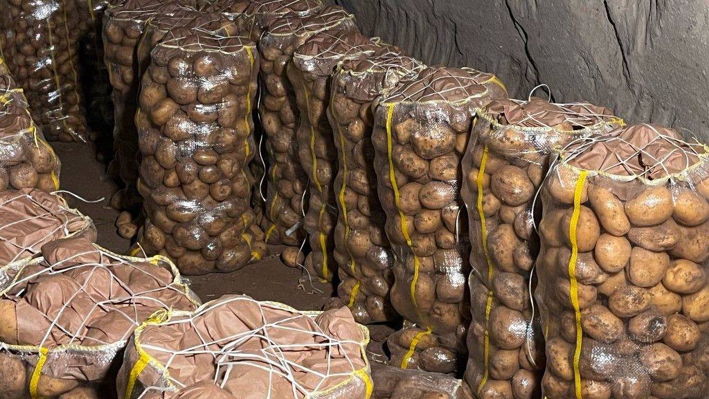 Hepsi geri gönderildi: Yurt dışından gelen 2 bin tondan fazla patates virüslü çıktı