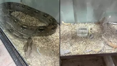 Yasa dışı egzotik hayvan bulunduran şüphelilere 472 bin TL ceza