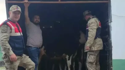 Şanlıurfa’da çalınan 26 hayvan bulundu