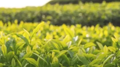 2025 yılı yaş çay alım fiyatı 25,44 lira olarak belirlendi