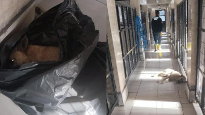 Osmangazi Belediyesi’nden bir hayvan katliamı daha