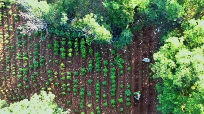 Diyarbakır'da 7 milyon 543 bin kök kenevir ve skunk ele geçirildi: 8 gözaltı