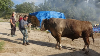 1.5 tonluk "Fatih" isimli boğa alıcısını bekliyor
