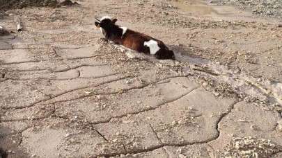 Bayburt Group İnşaat firmasının döktüğü beton yığınına, kurbanlık düve saplandı
