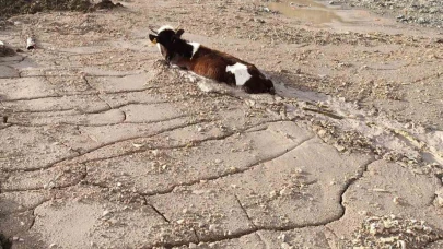 Bayburt Group İnşaat firmasının döktüğü beton yığınına, kurbanlık düve saplandı