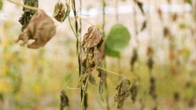 Buca Belediyesi’nin serasına hain saldırı