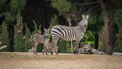 İzmir Doğal Yaşam Parkı’nda bebek heyecanı