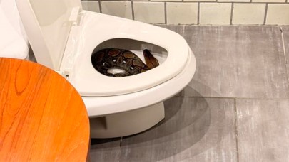 Tayland'da bir evin tuvaletinden dev piton çıktı