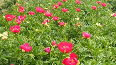 Spil’de şakayıklar açtı: Koparmanın cezası 557 bin 212 TL