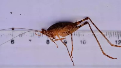 Diyarbakır’da bulunan yeni çekirge türüne ‘Troglophilus diclensis’ ismi verildi