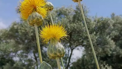 'Tülüşah'ı koparmanın cezası 557 bin TL