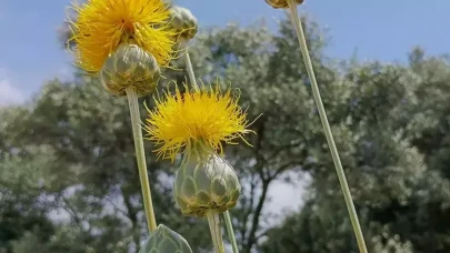 'Tülüşah'ı koparmanın cezası 557 bin TL