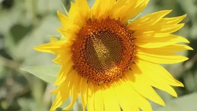 Çukurova'da su krizine karşı ayçiçeği yetiştiriciliği önerisi