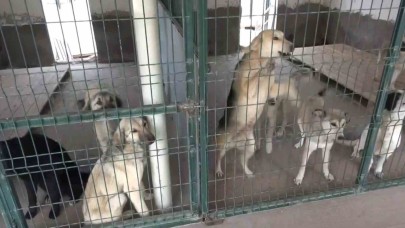 Yaklaşık 4 milyon sahipsiz köpek var, alacak barınak yok