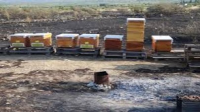 Arıcının tütsüsü ormanı yaktı