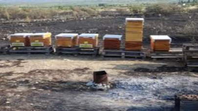 Arıcının tütsüsü ormanı yaktı