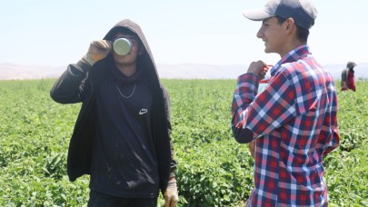 Tarım işçileri kavurucu sıcakta 800 TL yevmiyeyle zorlu mesaiyi sürdürüyor