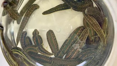 Sülük salgısıyla kalp krizi riskine karşı alternatif tedavi