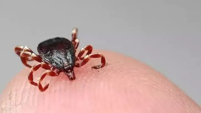 Bakanlıktan 'kene' açıklaması: Ülkemizde yoğunluğun arttığına dair bir tespit bulunmuyor