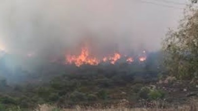 İzmir Foça'da orman yangını