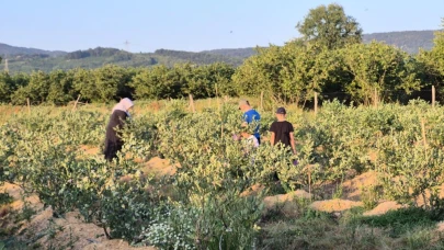 22 yaşında kendi bahçesini kurdu, şimdi 15 ton hasat bekliyor