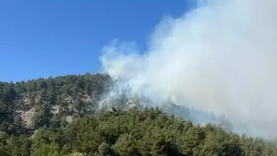 Bilecik'te orman yangını