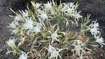 Kum zambakları çıkmaya başladı; koparmanın cezası 387 bin 141 lira