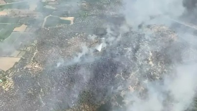 Milas'ta zeytinlik yangını