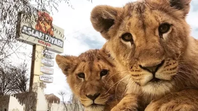Hayvan parkından kaçan aslan aranıyor; saldırdığı kişi yaralandı