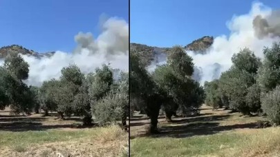 Aydın'da zeytinlik yangını