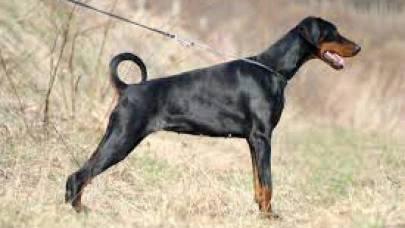 Dobermanı vuran polise ceza yok, mahkeme: 'Meşru müdafaa'