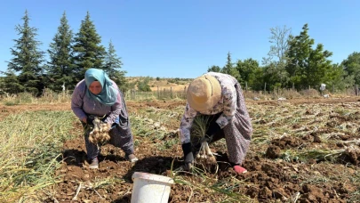 Dünyaca ünlü Taşköprü sarımsağında hasat dönemi başladı