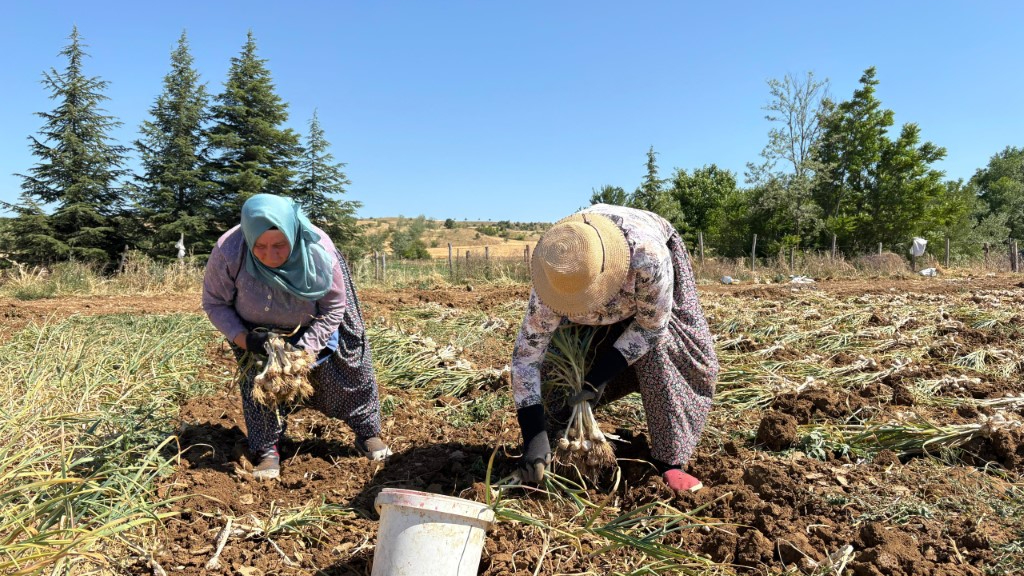 Dünyaca ünlü Taşköprü sarımsağında hasat dönemi başladı