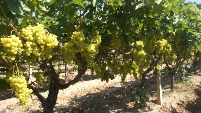 Superior Seedless çeşidi sofralık üzümün ihracat yolculuğu 16 Temmuz’da başladı